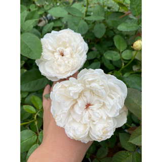 Flower Garden F405 กุหลาบ Pretty Nina White ดอกโตสีขาวปุยนุ่นละมุนมาก PNW ทรงถ้วย (ติดดอก) พร้อมส่ง แบบถุง