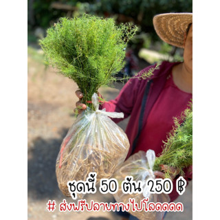 ต้นกล้าหน่อไม้ฝรั่ง 50 ต้น