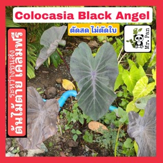 Colocasia Black Angel ตัดสด ไม่ตัดใบ โคโลตาเซีย เเบล็ค เเองเจอร์  นาฟ้าสีดำ