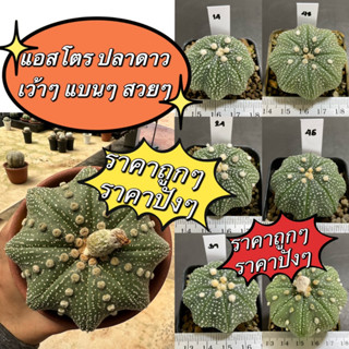 แคคตัส แอสโตรปลาดาว เว้าๆ แบนๆ สวยๆ (Astrophytum super kabuto) B6