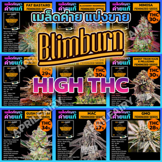 เมล็ดพันธุ์กัญชา THC สูง ออโต้ โฟโต้ เพศเมีย100% เมล็ดกัญชานอก เมล็ดค่าย Blimburn Seeds รับประกัน แท้100% แบ่งขาย