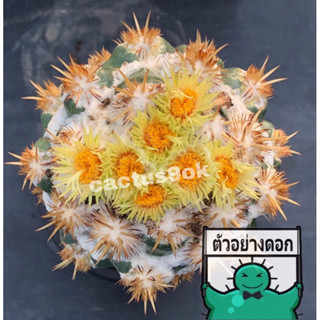 [พร้อมส่ง]🌵 แคคตัส ช้างมอนส์ ขนทอง coryphantha monstrose cactus ไม้กราฟ จำนวน 1 ต้น