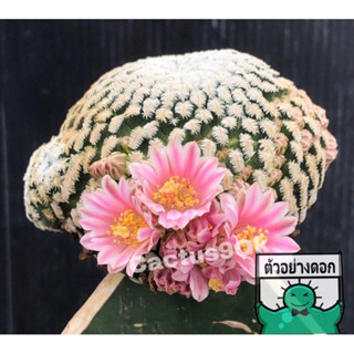 [พร้อมส่ง]🌵 แคคตัส แมม เปค mammillaria pectinifera cactus ไม้กราฟ จำนวน 1 ต้น