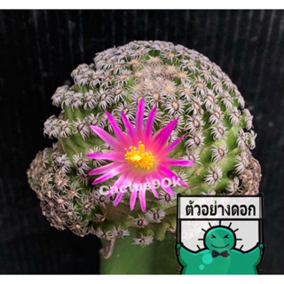 [พร้อมส่ง]🌵 แคคตัส แมม เฮอนันเดส mammillaria hernandezii cactus ไม้กราฟ จำนวน 1 ต้น