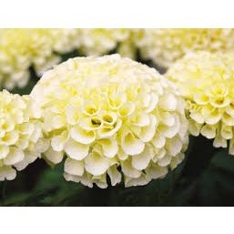 เมล็ด ดาวเรืองวนิลา ดาวเรืองสีขาว white vanilla African Marigold  กลีบซ้อนอัดเรียงเป็นชั้นชิดกั 10-15 เมล็ด ซองละ29 บาท