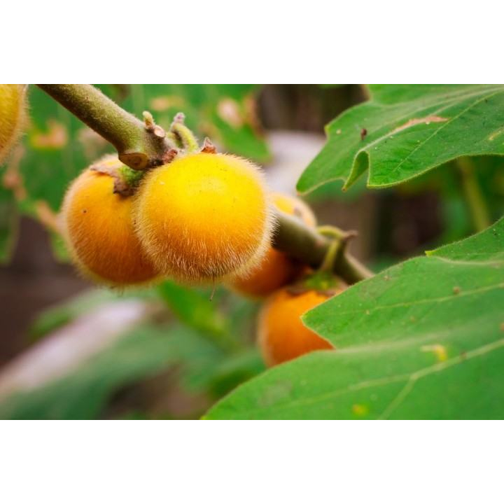 ต้นพันธุ์-มะอีก-มะเขือปู่-มะปู่-บักเอิก-อึก-มะเขือใส่ในส้มตำอร่อย-ทำน้ำพริก-hairy-fruited-eggplant-พร้อมปลูกในถุงดำ-39-บ