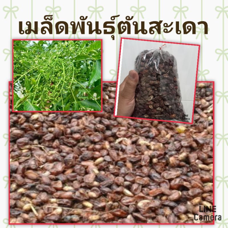เมล็ดพันธุ์ต้นสะเดาพื้นบ้าน-เม็ดสะเดาตากแห้ง-เมล็ดพันธุ์สมุนไพรไทย-ชุดล่ะ-500-กรัม-5ขีด