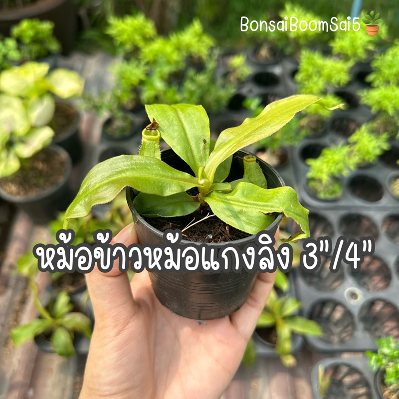 หม้อข้าวหม้อแกงลิง-ขนาด-3นิ้ว-และ-4นิ้ว