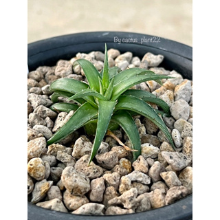 สับปะรด Dyckia rariflora