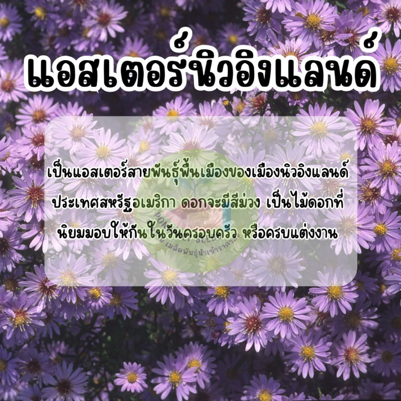 เมล็ดพันธุ์-ดอกแอสเตอร์นิวอิงค์แลนด์-300-เมล็ด