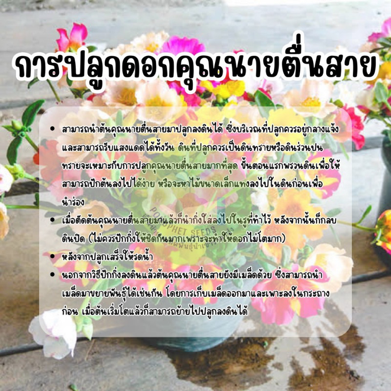 เมล็ดพันธุ์-คุณนายตื่นสาย-แพรี่เซี่ยงไฮ้-3-000ต้น-คุ้มที่สุด