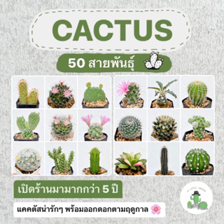 🌵A Little cactus🌵กระบองเพชร | แคคตัส ส่งตรงจากสวน ส่งทั้งกระถาง แถมทุกออเดอร์ค่ะ 🌵💕