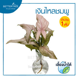 เงินไหลชมพู (จำนวน 1 กิ่ง ) Syngonium สามารถเลี้ยงน้ำได้ ต้นไม้ เงินไหลชมพู ไม้ฟอกอากาศ