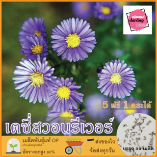 ซื้อ5 แถม1 เมล็ดพันธุ์ ดอกเดซี่สวอนริเวอร์ คละสี 50 เมล็ด (Mixed Swan River Daisy) เมล็ดพันธุ์แท้ ปลูกง่าย อัตรางอกสูง เ