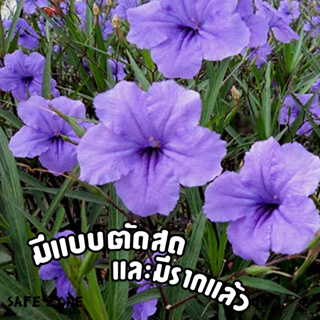 ฟ้าประทานพร หรือ ต้อยติ่งฝรั่ง สีม่วง (แบบมีราก-ตัดสด) ขั้นต่ำ 20 กิ่ง