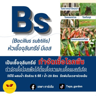 จุลินทรีย์ บีเอส BS บาซิลลัส