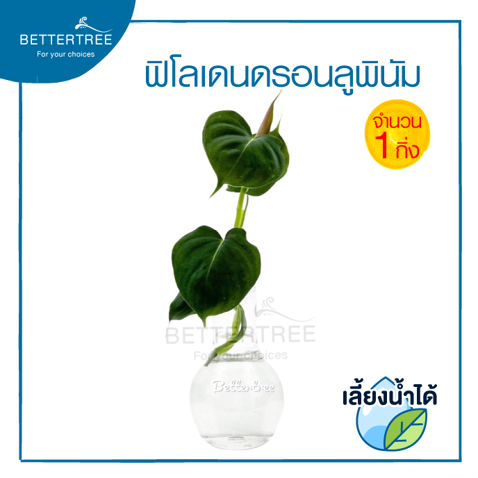 ฟิโลเดนดรอนลูพินัม-philodendron-lupinum-จำนวน-1-กิ่ง-เลี้ยงน้ำได้-ไม้ฟอกอากาศ-ฟินเดนดรอน-ต้นไม้