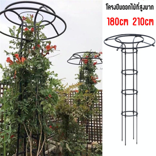 【สิ่งประดิษฐ์สวน】พร้อมส่งในไทย ซุ้มกุหลาบ ซุ้มไม้เลื้อย 180cm-210cm โครงปีนดอกไม้ที่สูงมาก PE กันสนิม โครงเหล็กดัด
