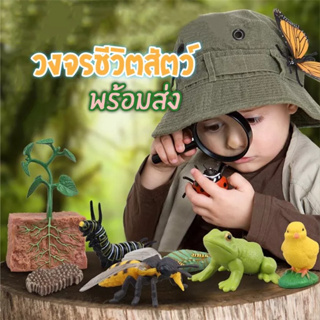 After kids โมเดลวงจรชีวิตสัตว์ Animal Life Cycle