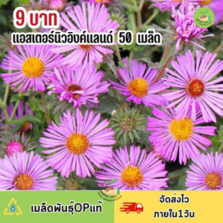 พิเศษ 9 บาท เมล็ดพันธุ์ ดอกแอสเตอร์นิวอืงค์แลนด์ 50 เมล็ด