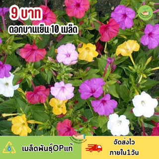 พิเศษ 9 บาท‼️ เมล็ดพันธุ์ ดอกบานเย็นคละสี บรรจุ 10 เมล็ด