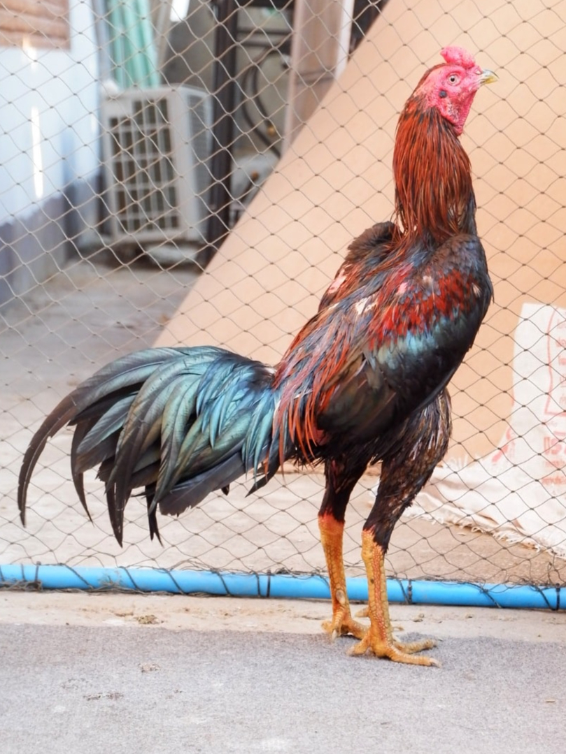 ไข่เชื้อไก่ชนก๋อยตราด-บ้ากัด-บ้าตี-ชนะบ่อนป่า-ไข่สดเก็บทุกวัน-ต้นสายมาจาก-ลําพูนสายเก่า