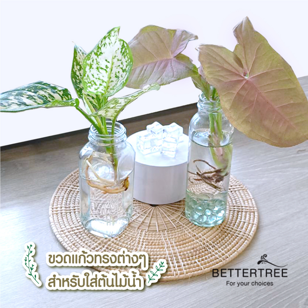 ภาพสินค้าขวดแก้ว ใส่ต้นไม้เลี้ยงน้ำ แจกันมินอมอล แจกันแก้ว vase จากร้าน bettertree บน Shopee ภาพที่ 5