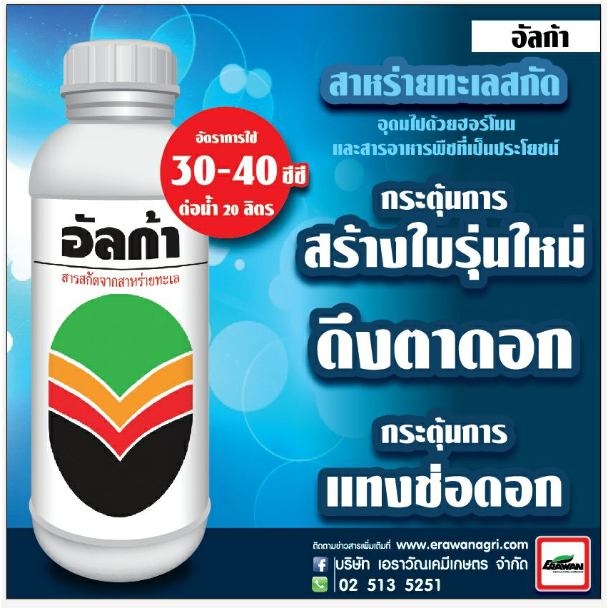 อัลก้า-สาหร่ายทะเลสกัด-ตระกูล-fucus-บริสุทธิ์แท้ๆ-เร่งใบอ่อนให้-เขียวเร็ว-หนาใหญ่-สมบูรณ์-ประกอบด้วย-อะมิโน-แอซิด-สารอา