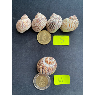 Beautiful sea snail shells