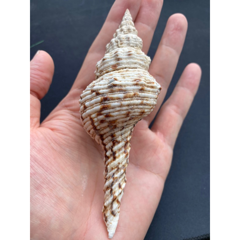 หอยสังข์เสือดาวหางยาว-หอยทากทะเลหายาก-long-tail-leopard-conch-shell-rare-long-sea-snail