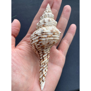 หอยสังข์เสือดาวหางยาว หอยทากทะเลหายาก Long Tail Leopard conch Shell Rare Long Sea Snail
