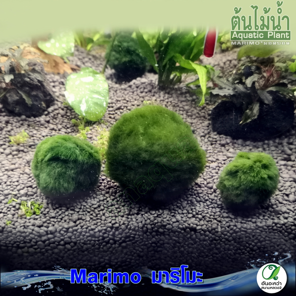 สาหร่ายมาริโมะ-marimo