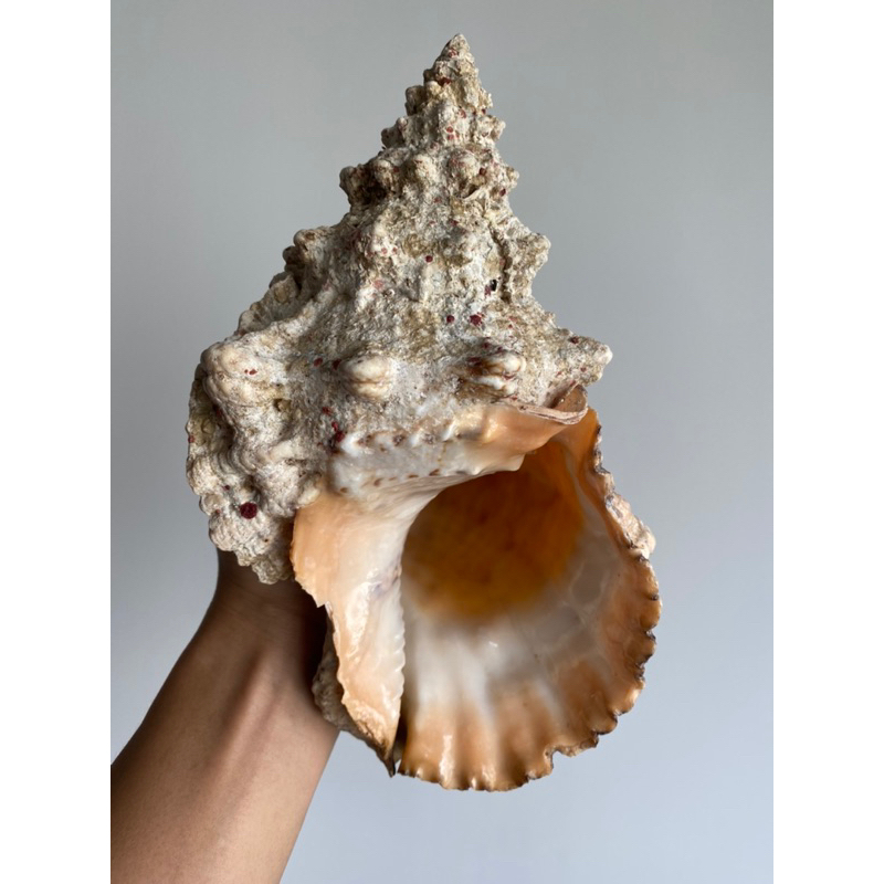 big-conch-shellหอยสังข์ใหญ่-ตกแต่งทะเล-ตกแต่งทะเล-หอยสังข์ธรรมชาติ-หอยทากทะเล