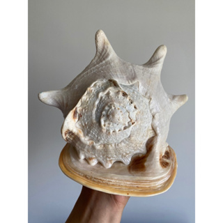 หอยทาก หอยทากหายาก หอยทากตีนช้าง เปลือกหอยทะเล ขนาดใหญ่สุด 31ซม Tang crown snail rare snail shell elephant foot shell