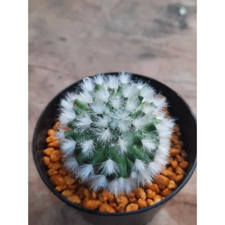 แมมขนแกะแท้ แคคตัส กระบองเพชร (mammillaria bocasana cv. multilanata) แมมขนแกะแท้  ขนาด 5++