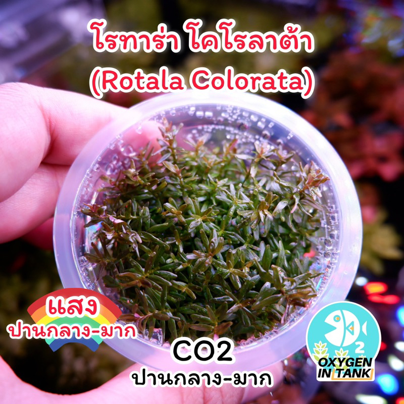 โรทาร่า โคโรลาต้า[Rotala Colorata] ไม้เนื้อเยื่อ เพาะจาก Lab ปลอดเชื้อ ...