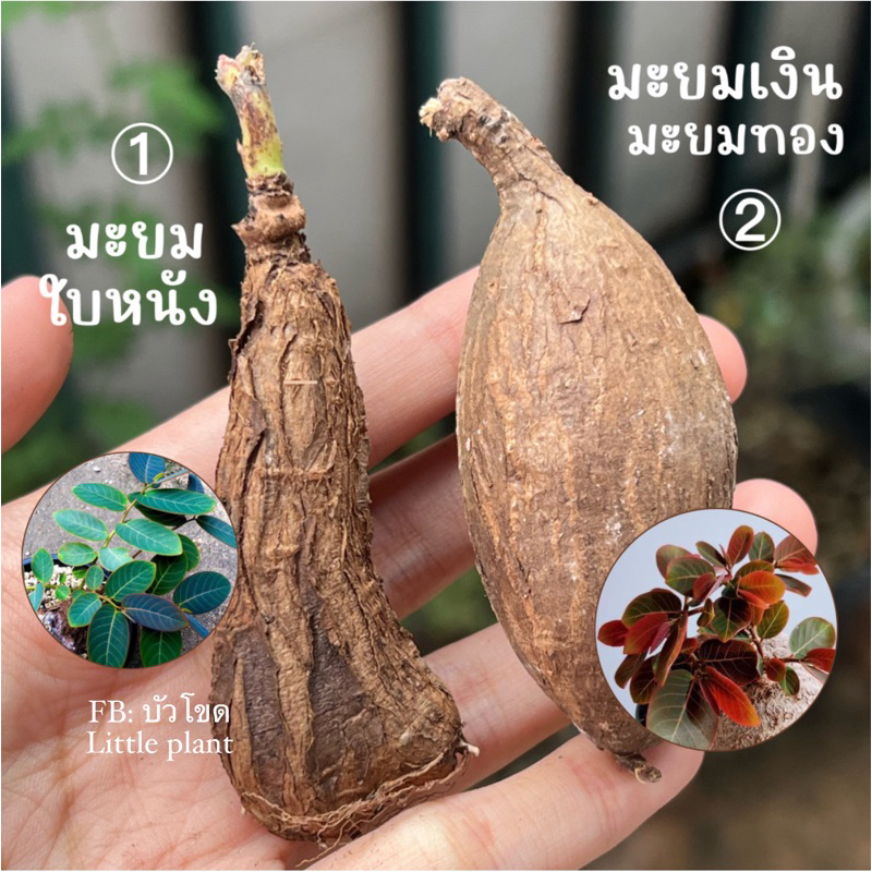 มะยมใบหนัง-หายากที่สุด-phyllanthus-sp-nova-ไม้โขดหายาก-เป็นที่นิยม-มีจำนวนน้อย-ไม่มีมาบ่อยค่ะ