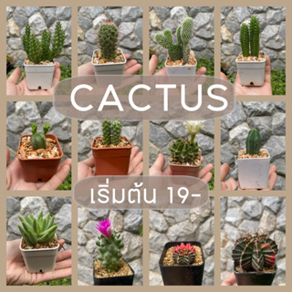 แคทตัส cactus กระถาง 2 นิ้ว