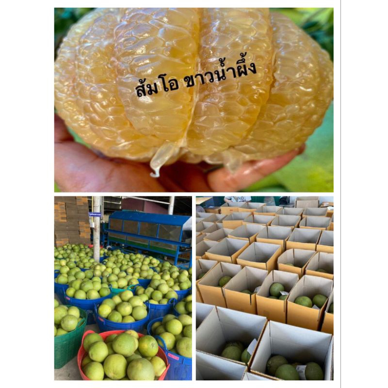 ส้มโอ-ขาวน้ำผึ้ง-หวานมาก-มีหลายขนาดค่ะ