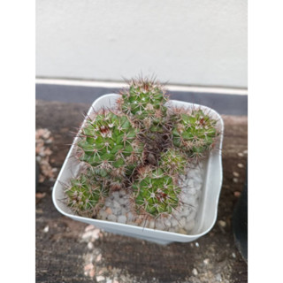 แมมดอกพิกุล แมมหนามพิกุล หนามพิกุล โคลนหนามแดง รวม 6 ต้น (ตามปก) cactus Mammillaria Mammillaris