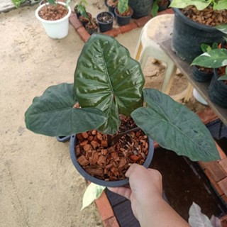 ❤️ (1/11/66) Alocasia Yucatun Princess 🌱 อโลคาเซีย ยูคาตัน ปริ้นเซส ไม้แยกหน่อจากต้นแม่ภาพแรก 🌱 บอนสี ไม้ด่าง 🌱