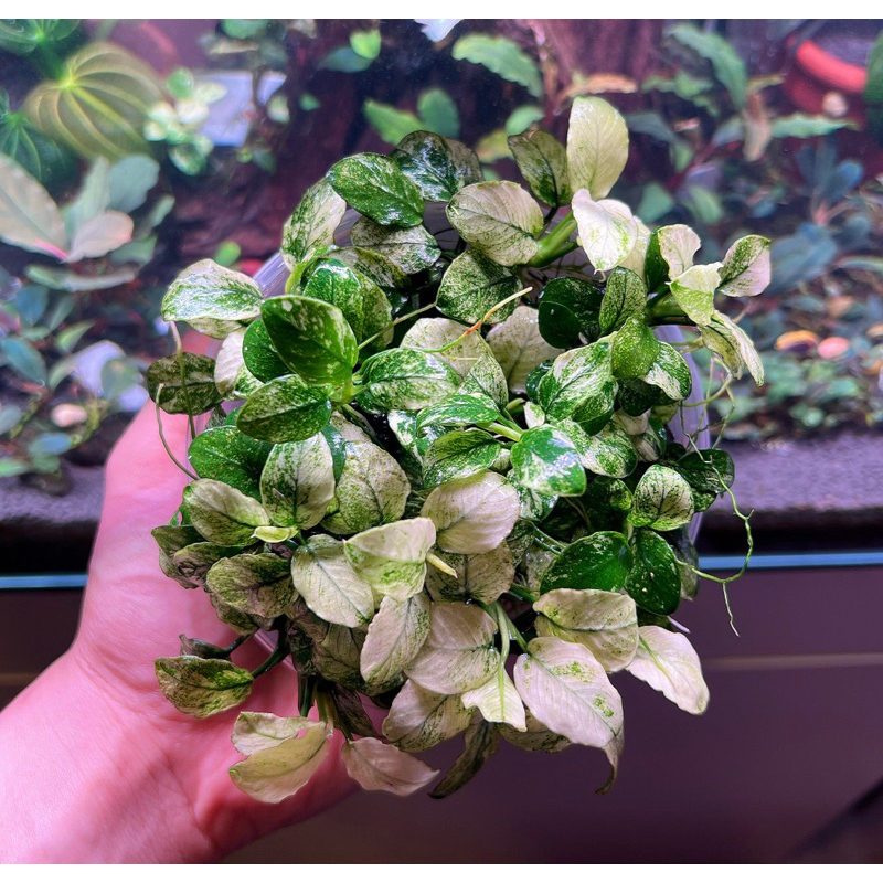 anubias-pinto-ใบน้ำ-100-ด่างสวยทุกต้น-ต้นไม้น้ำหายาก-อนูเบียสด่าง-อนูเบียส-อนูเบียสปินโต