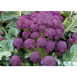 ‼️เข้าใหม่ เมล็ดเบบี้บล็อคโคลี่สีม่วง - Purple Sprouting Broccoli