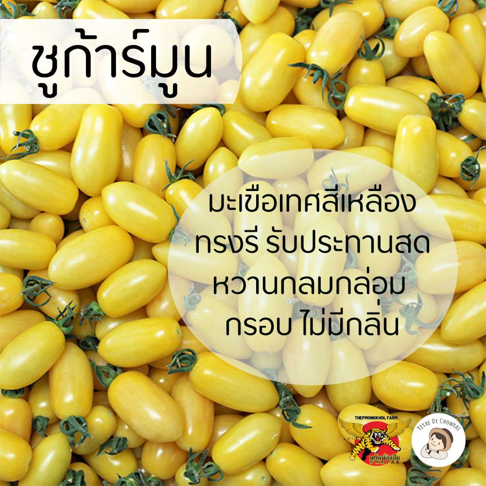 เมล็ดพันธุ์มะเขือเทศซูก้าร์มูน-ตราพยัคฆ์ติดปีก-100-เมล็ด-มะเขือเทศสีเหลือง-หวาน-พืช-ผักสวนครัว
