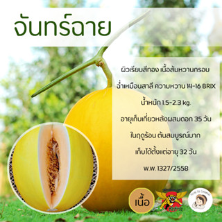 เมล็ดเมล่อนพันธุ์จันทร์ฉาย 100 เมล็ด ตราพยัคฆ์ติดปีก เมล็ดพันธุ์ เมล่อนเนื้อส้มกรอบ