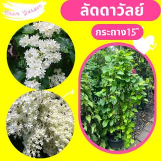 ต้นลัดดาวัลย์ ลดาวัลย์ ไม้เลื้อยสีขาว กระถาง15"