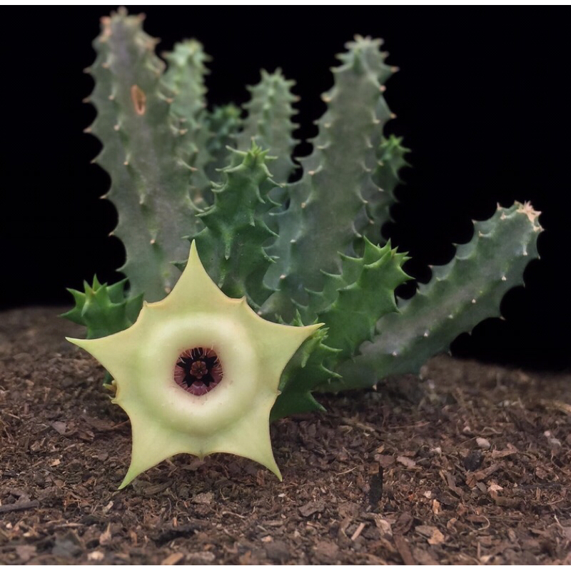 huernia-somalica-hybrids-ปากมีขน-เด็ดสด3กิ่ง