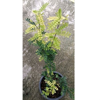 🌿 Pistacia weinmannifolia variegated : เกล็ดมังกรด่าง