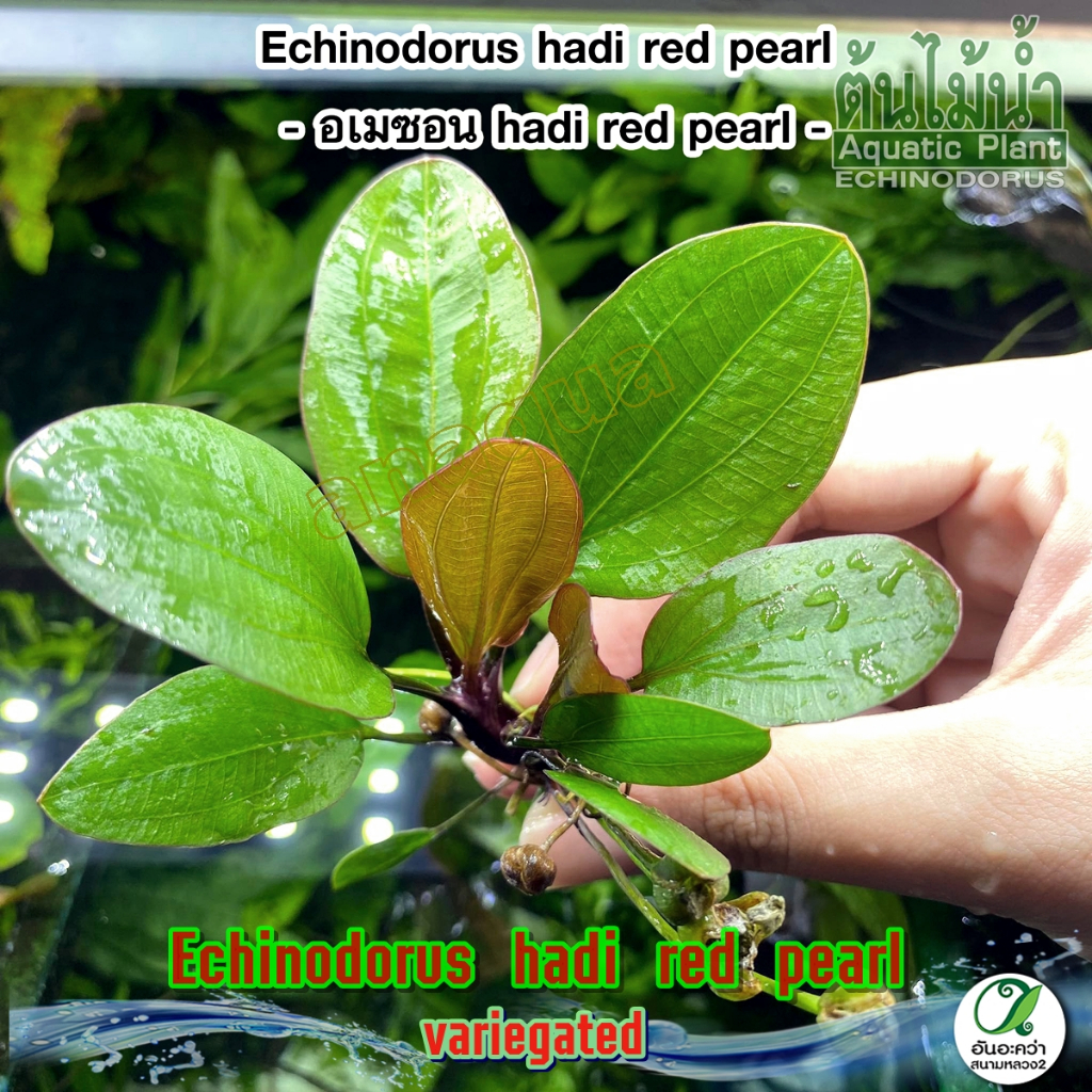 echinodorus-hadi-red-pearl-อะเมซอนฮาดี้เรดเพิล-ต้นไม้น้ำ