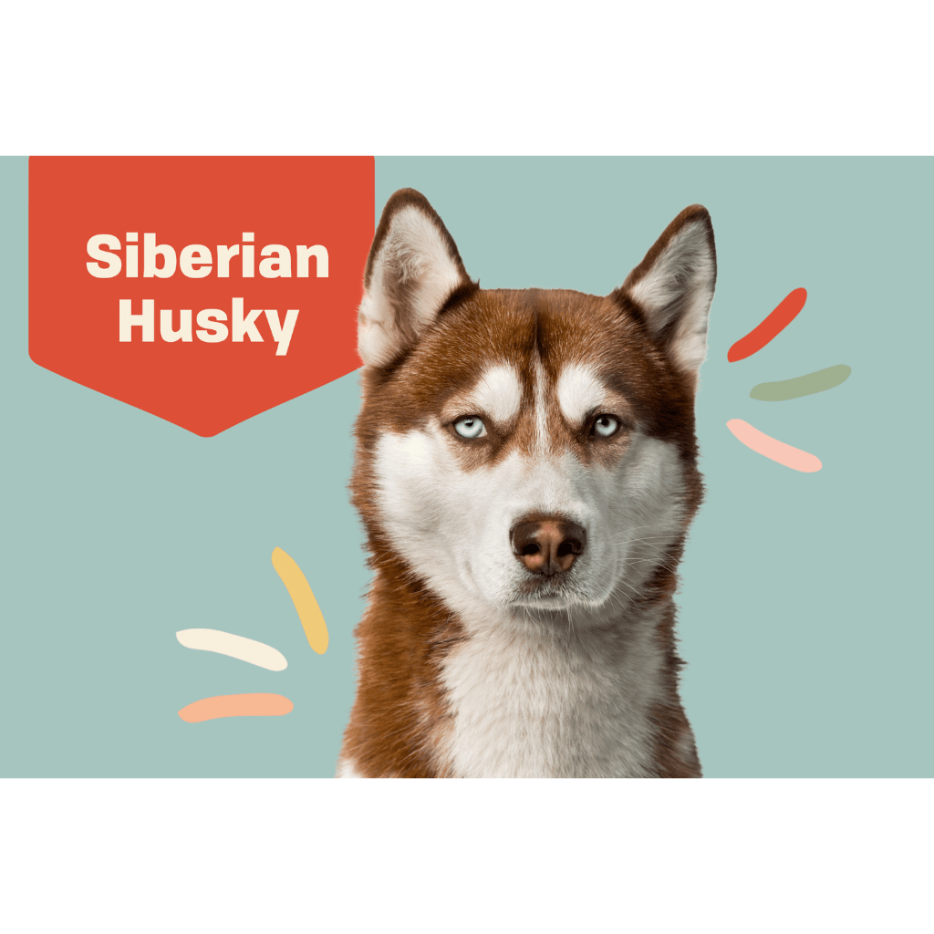 ตุ๊กตาน้องหมาไซบีเรียน Siberian Husky Shopee Thailand